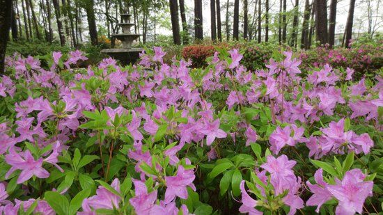 WRAL Azalea Garden